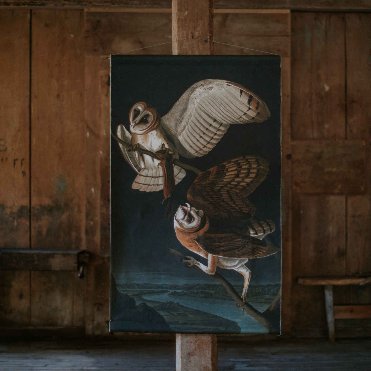 Barn Owl - Canvas Wall Hanging
